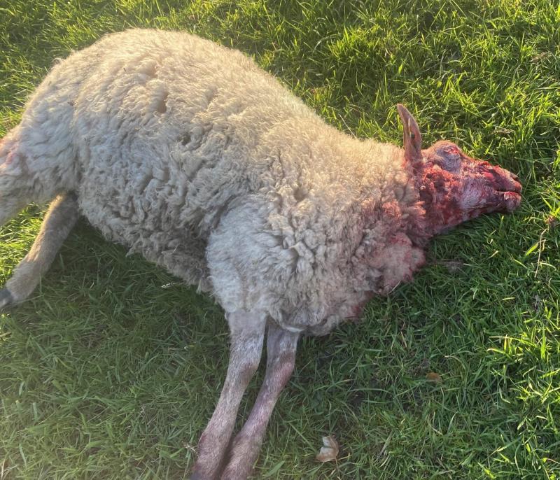 Appeal to dog walkers after sheep kill in neighbouring Laois