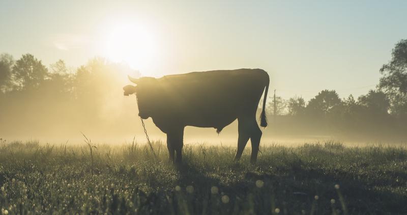 Cow