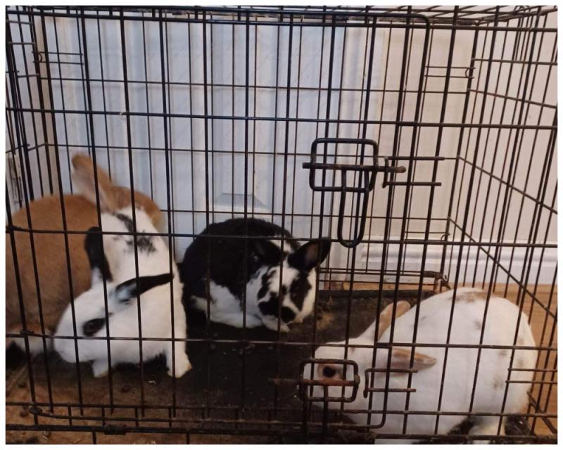 Appeal after bag of rabbits 'dumped' in neighbouring Laois