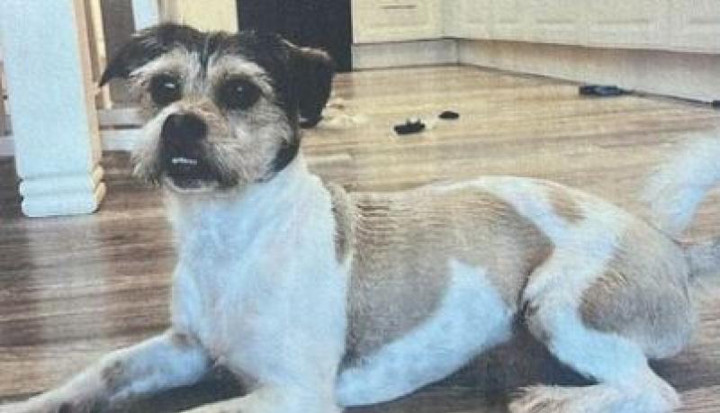 Dog missing in rural Kilkenny