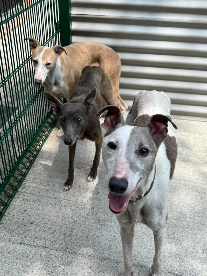 Dogs 'covered in mange, fleas, full of worms and underweight' taken into care in Kilkenny