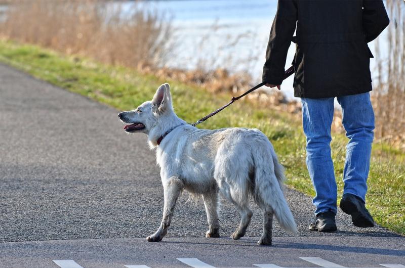 Free biodiversity walk for dog walkers in Bagenalstown, just over the Kilkenny border!