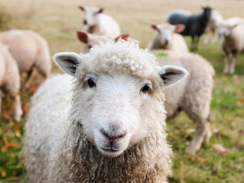 Vet group calls on McConalogue to address antiparasitic resistance in Irish livestock