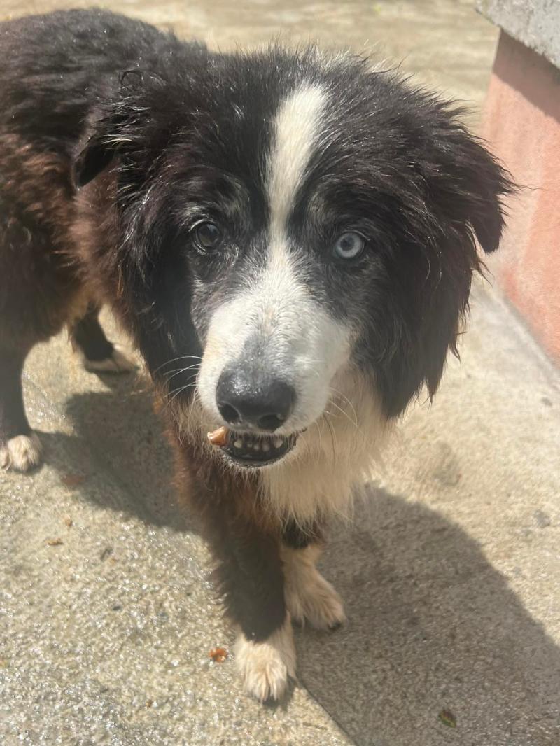 Recue help sought for Clyde the elderly collie in Kilkenny