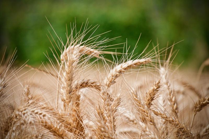 Wheat