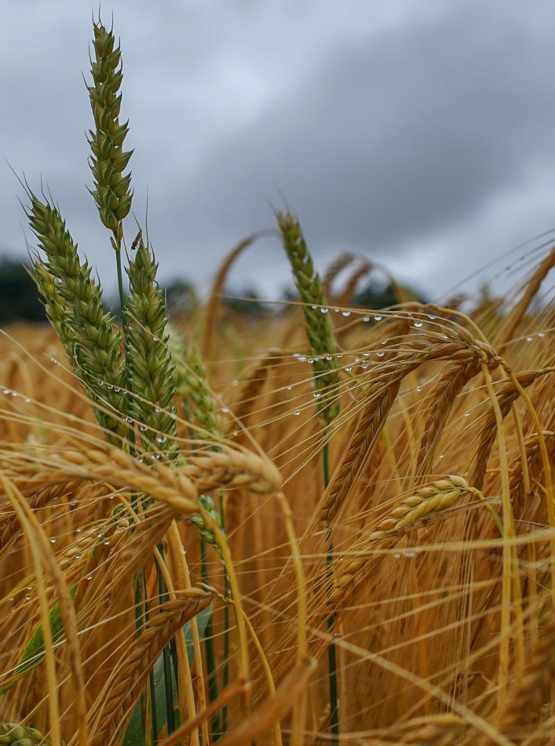 Kilkenny Mart Column - Have we seen the best of the summer? 
