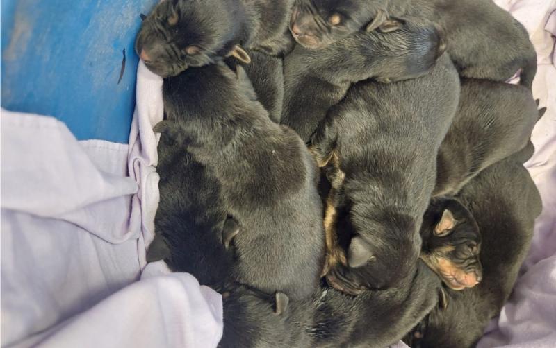 Ten week old puppies 'dumped' on Mount Leinster