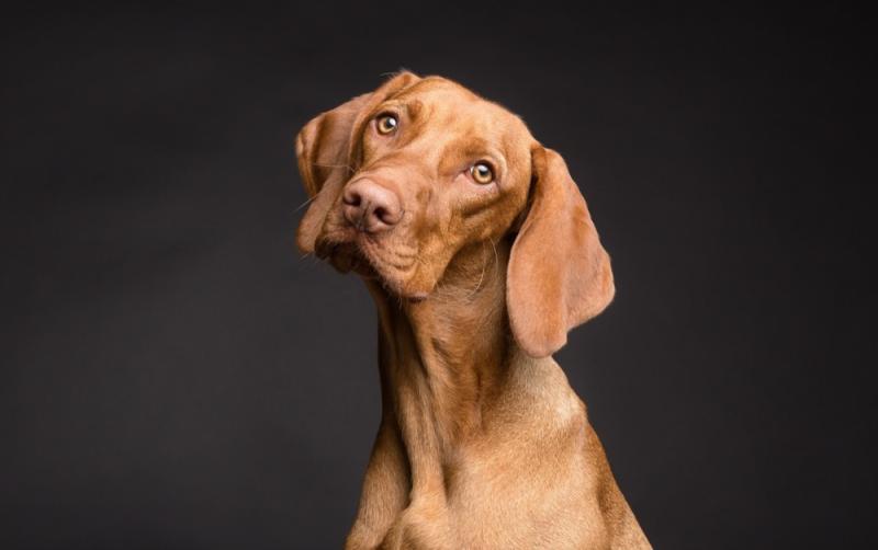 Urgent call for rehoming as dog shelter in Kilkenny is full to capacity
