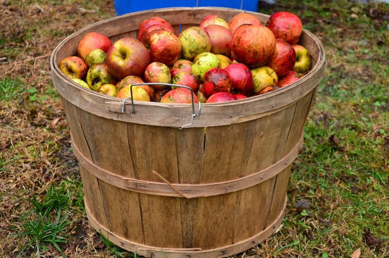 Apple pressing and plant sale in Callan this weekend