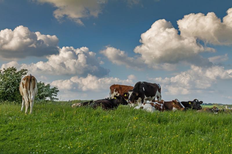 Kilkenny Farming - Taking care of livestock in hot weather