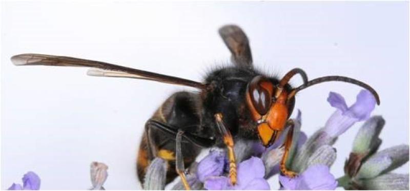Concern raised over potential threat of invasive predatory hornets to Kilkenny