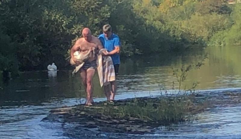 Dog attack kills cygnet from much-loved swan family in Kilkenny