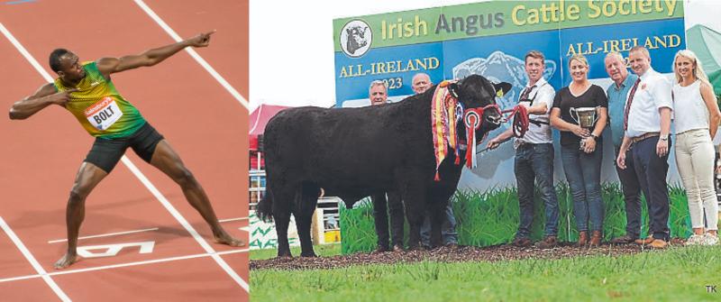 Kilkenny bull named after Usain Bolt wins big at Strokestown Show