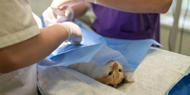 Plans for new veterinary clinic in Kilkenny 