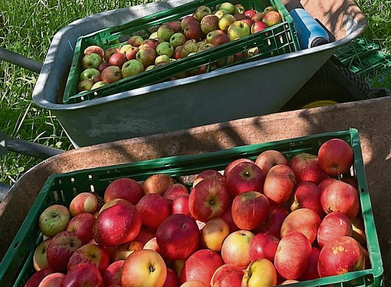 Community apple pressing initiative in Kilkenny this weekend