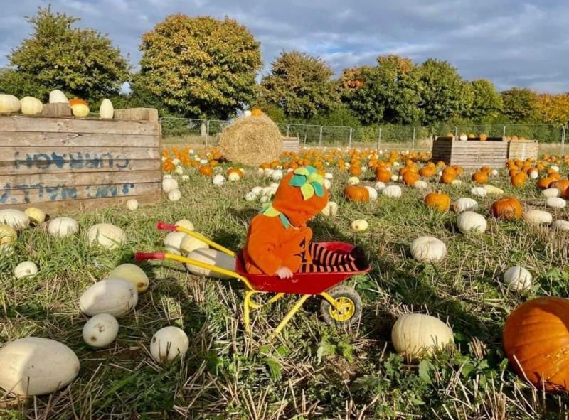 Hughes Farming Pumpkin Festival returns this weekend in Kilkenny - get your tickets now!