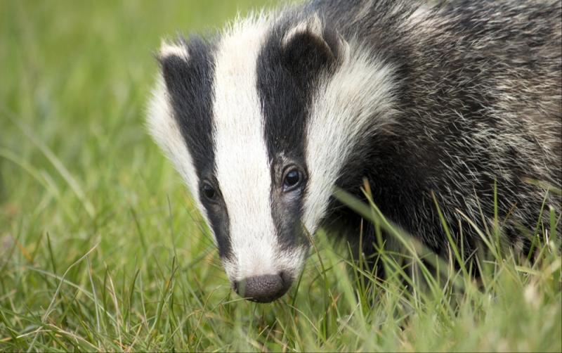 More than fifty badgers culled so far this year in Kilkenny