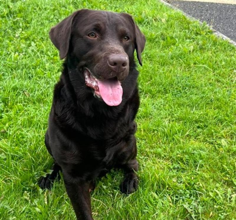 Labrador with three legs returned to dog shelter in Kilkenny