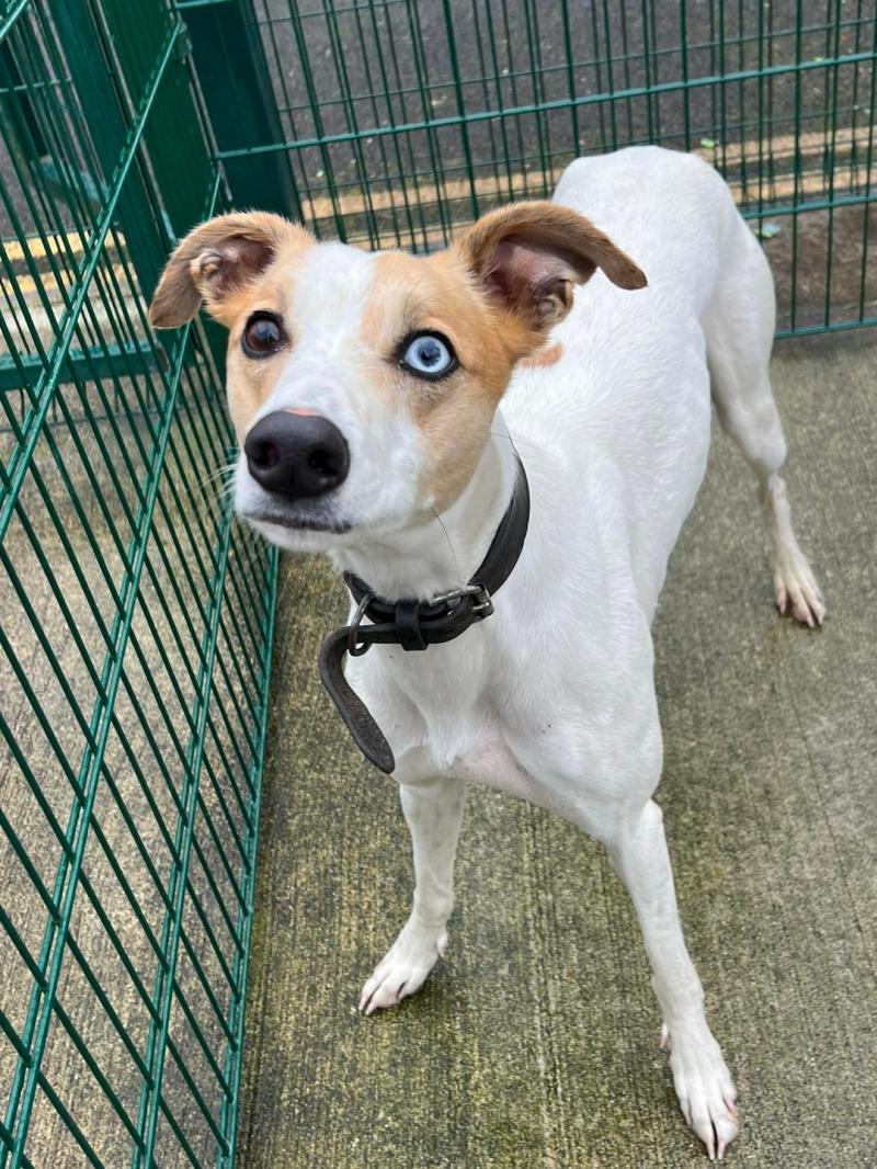 Forever home needed for 'Bowie' who is in the care of dog shelter in Kilkenny