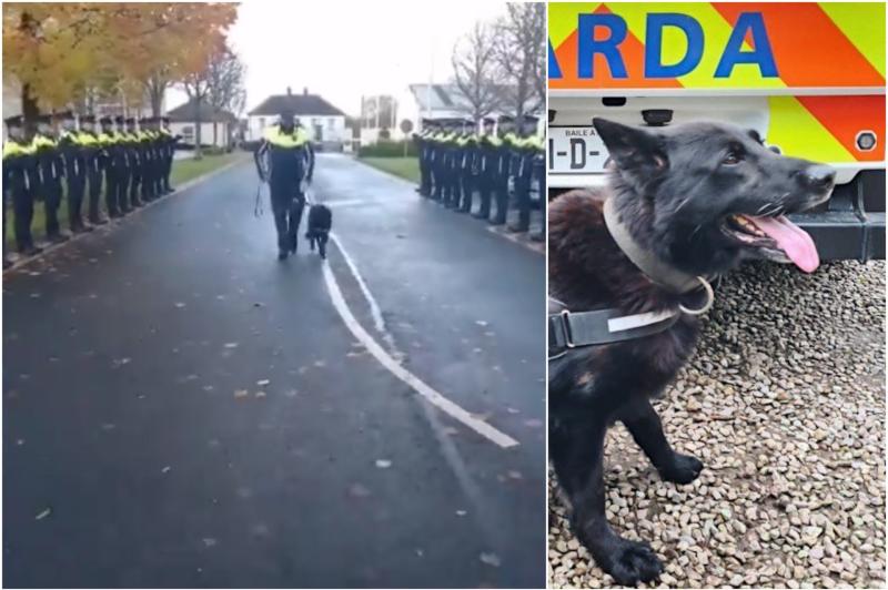 WATCH: Gardaí give retiring service dog Laser emotional guard of honour