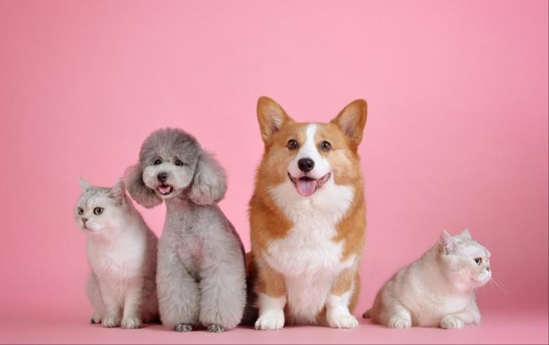 Bagenalstown business wins Best Retailer at&nbsp;Ireland's Local Pet Awards 2023