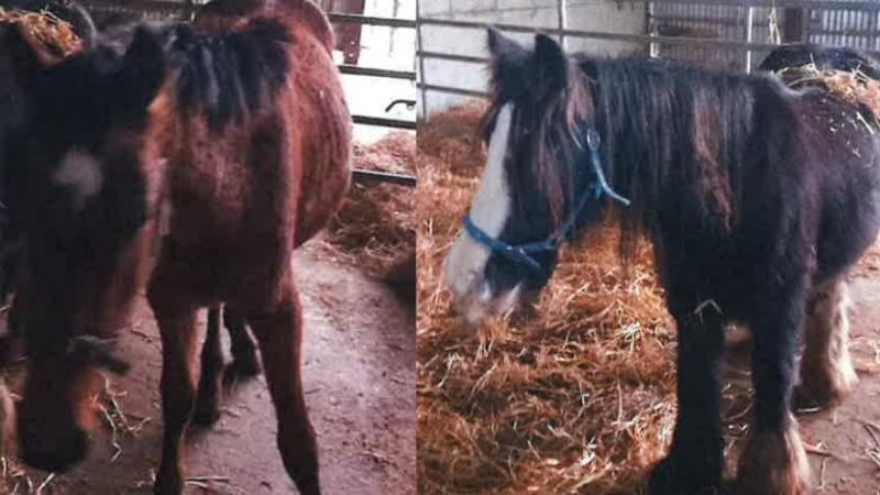 Two horses impounded by Kilkenny County Council