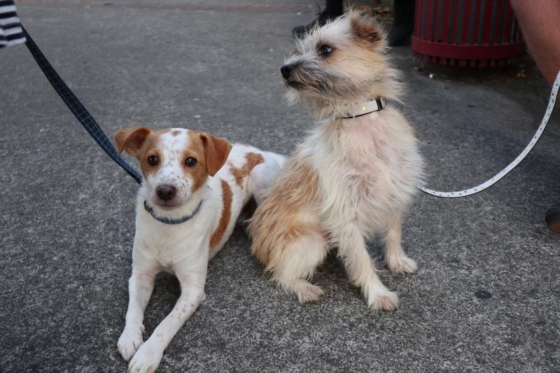     ‘Adopt, Don’t Shop’ as shelters continue to deal with huge numbers of unwanted dogs - Kilkenny Live