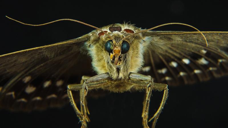 ALERT: Possible presence of MOTHS in Tesco Christmas food prompts immediate recall
