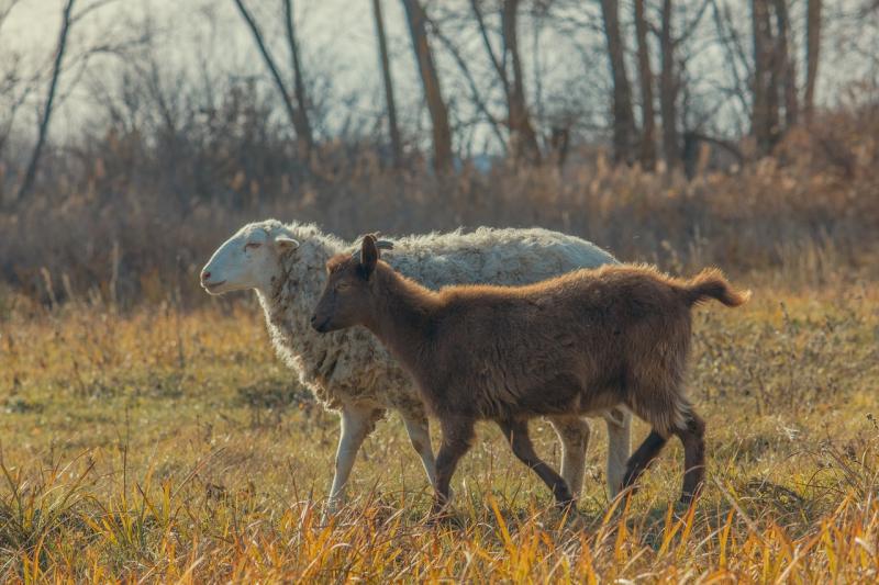 Sheep Goat