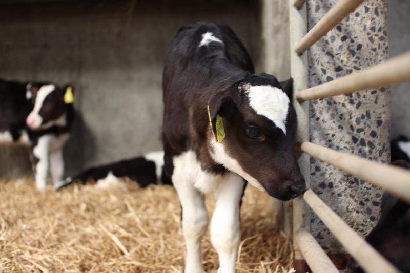Calf care Teagasc