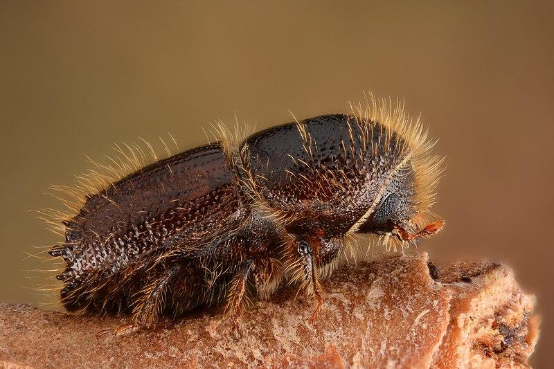 bark beetle