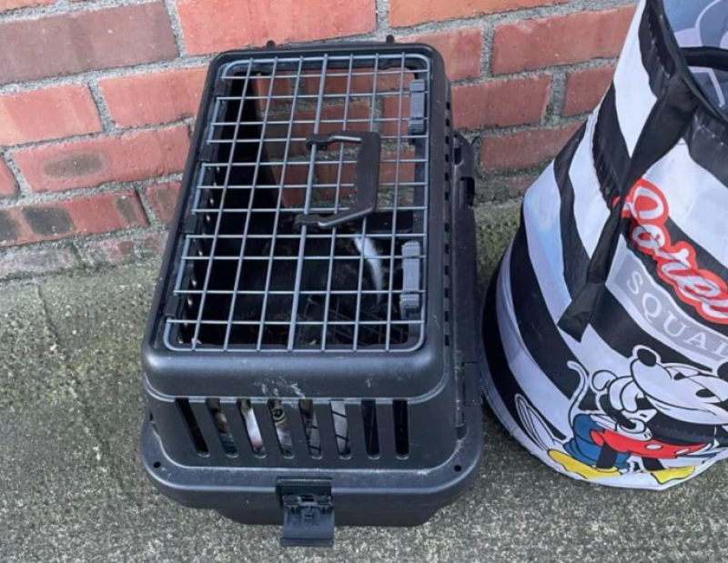 'Please just let us know it’s safe' - Rescue appeals for information on cat taken from path