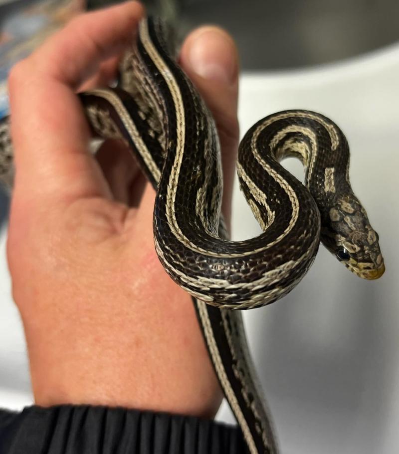 Snake on the run captured in Kilkenny as National Reptile Zoo seeks owner