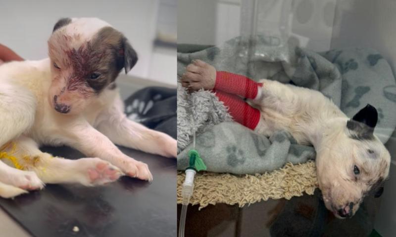 Weeks old puppy with 'severe head wound' recovering after rescue by Irish animal charity