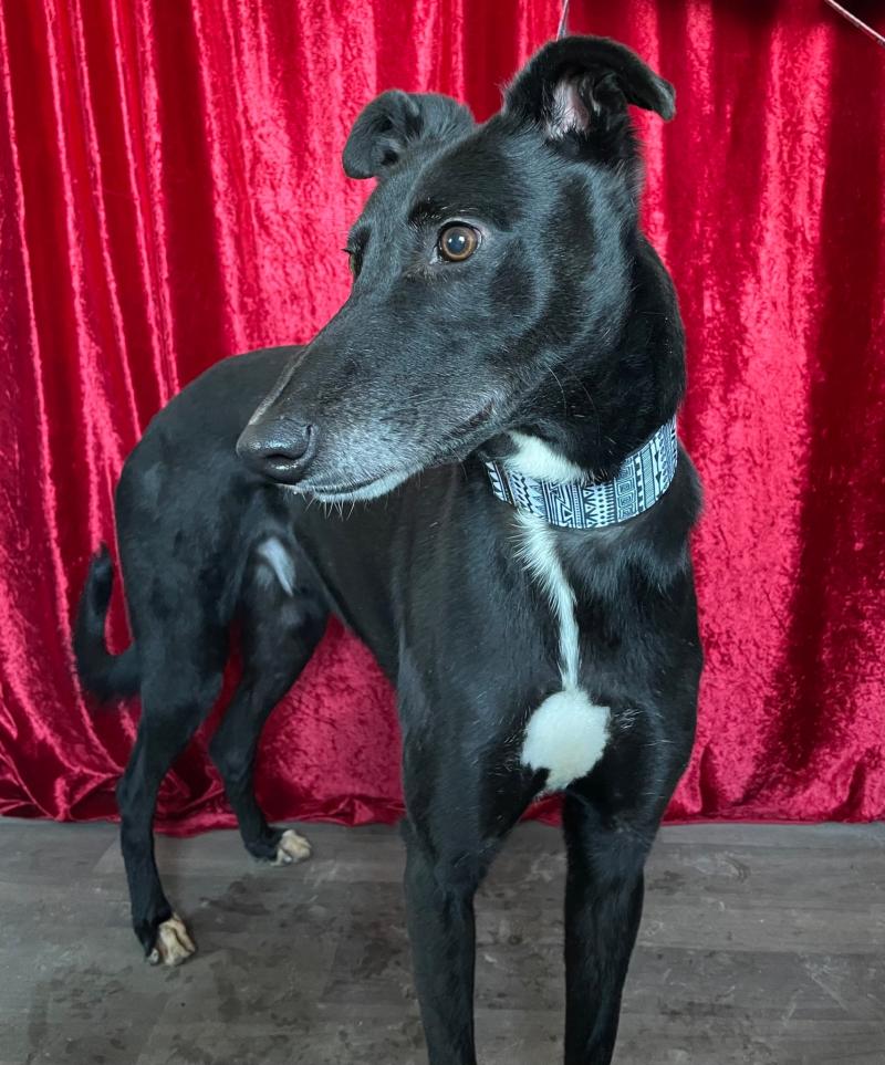 Opinion: With more abandoned dogs, it is  important to ‘adopt, not shop’  - Kilkenny Live