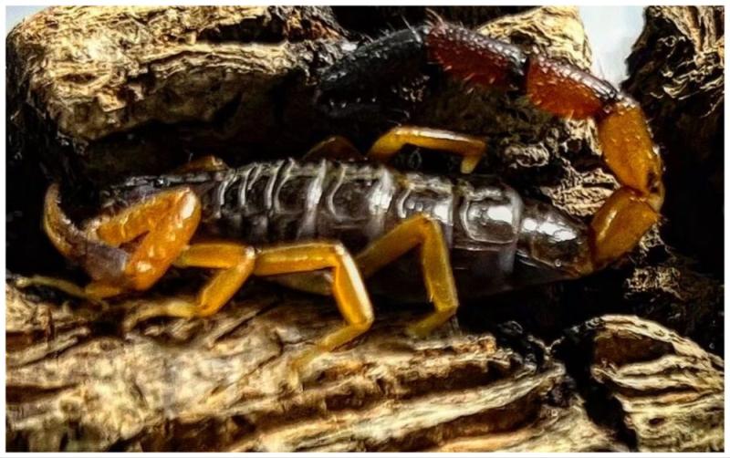 WATCH: New home for scorpion which travelled from Kenya to Ireland in woman's bag