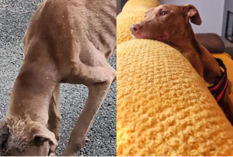 Dog who survived brutal axe attack by 'human monster' ready to be adopted