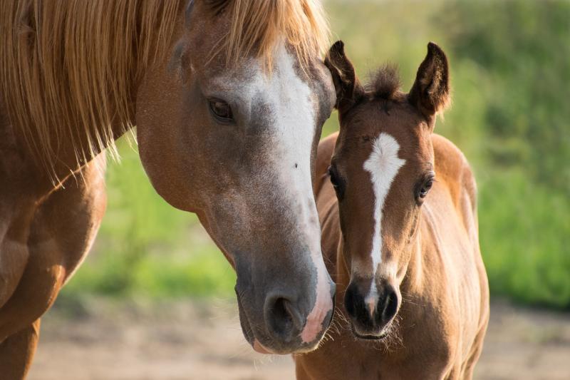 Proposed horse protection measures in Kilkenny 'not targeting a community' 