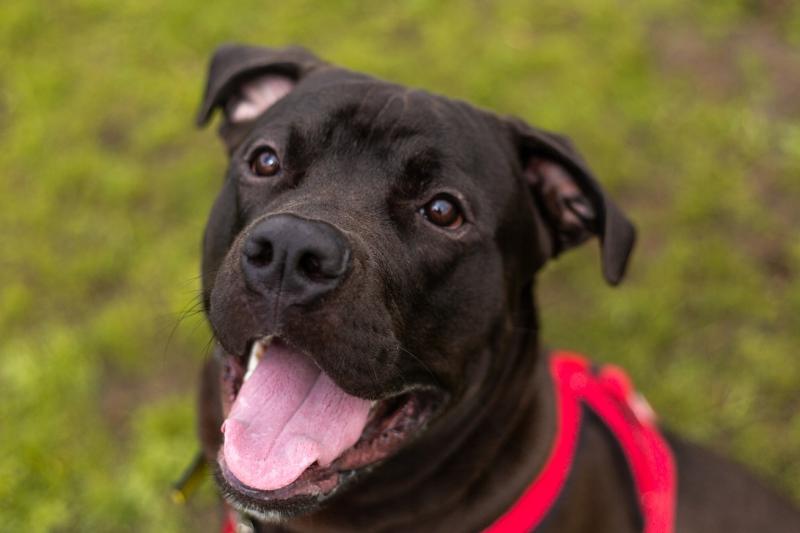 Calls for a dog park in Kilkenny City receive universal support 