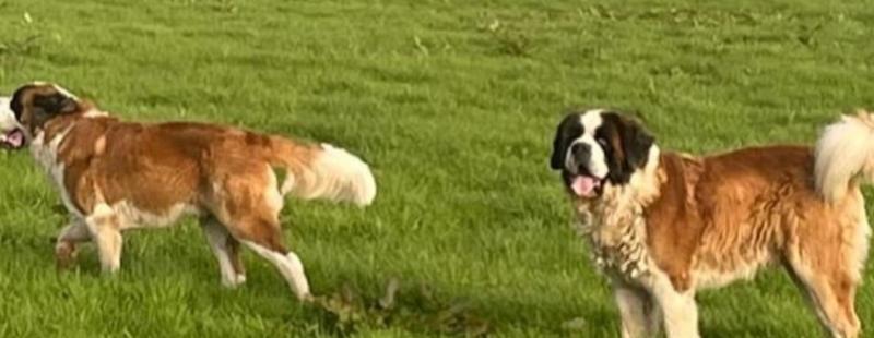 Kilkenny hurling great issues appeal to find missing dogs
