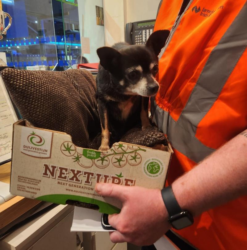 Irish Rail renew appeal for owner of dog that stowed away on Portlaosie to Dublin train