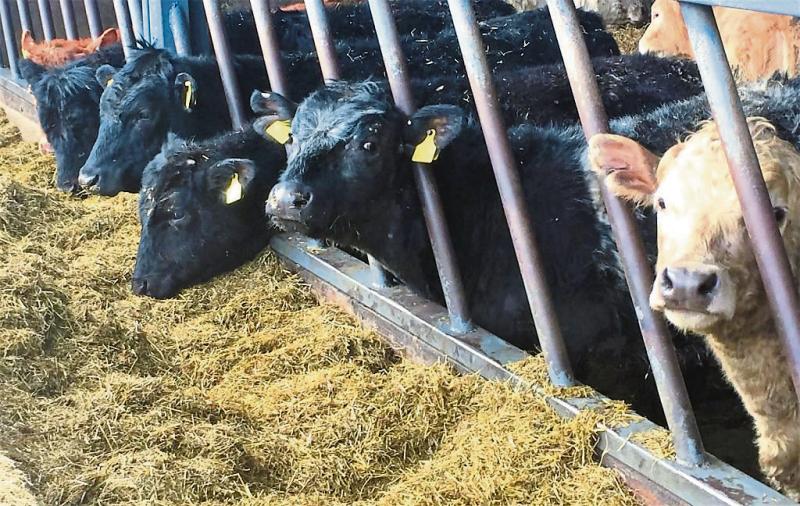 Farmers advised to do a fodder budget and  secure winter stocks   