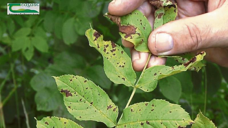 Ash dieback disease
