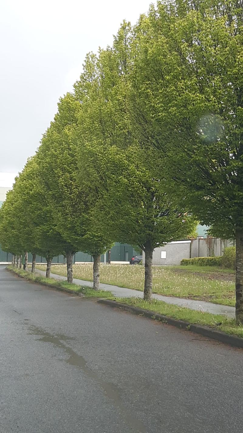 Concerns raised over removal of trees for Loughmacask link road in Kilkenny