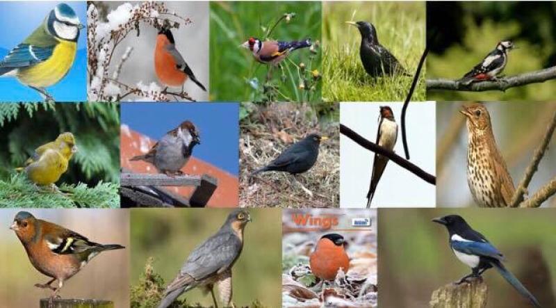  Bird enthusiasts invited to the Castle Park for the dusk chorus