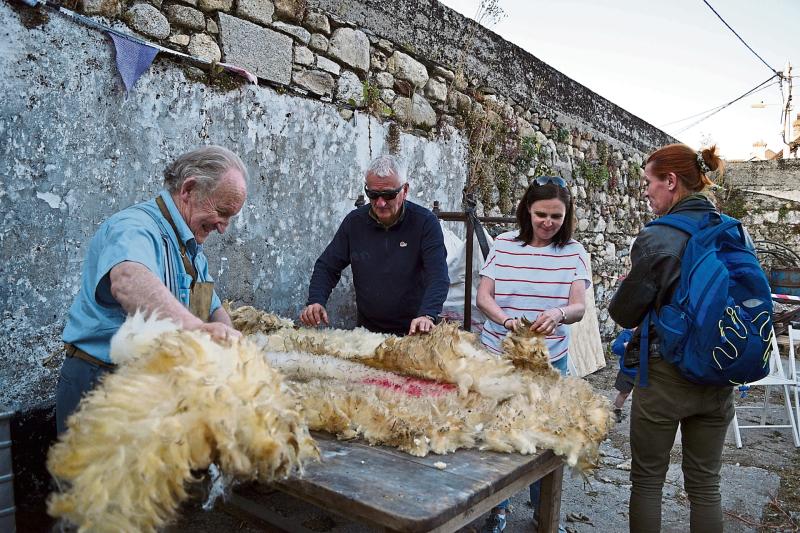 Cushendale sheep sheering