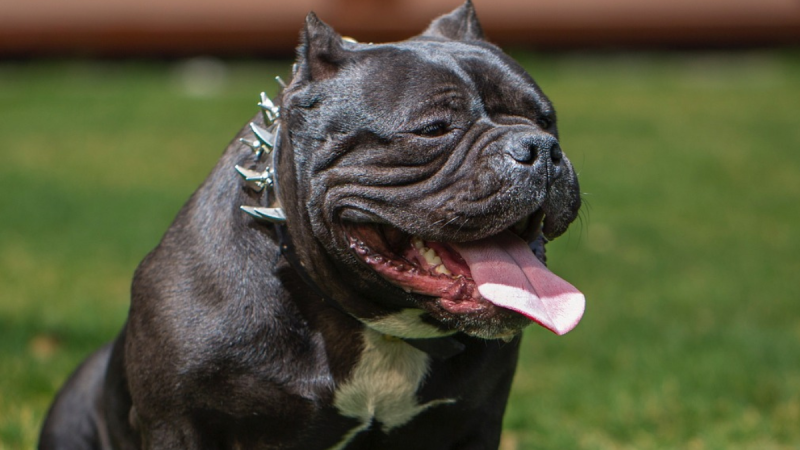 Kilkenny Gardaí issue warning to dog owners as XL Bullys are being found abandoned 