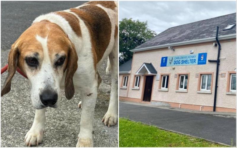 Kilkenny dog shelter makes urgent appeal for 'special' new home for elderly dog Benny 