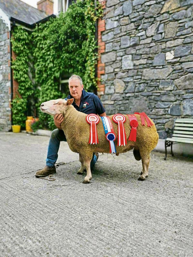 Kilkenny ram continues to win all before him