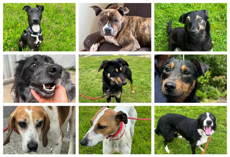Kilkenny Dog Shelter seeking urgent homes for dogs as kennels are full 